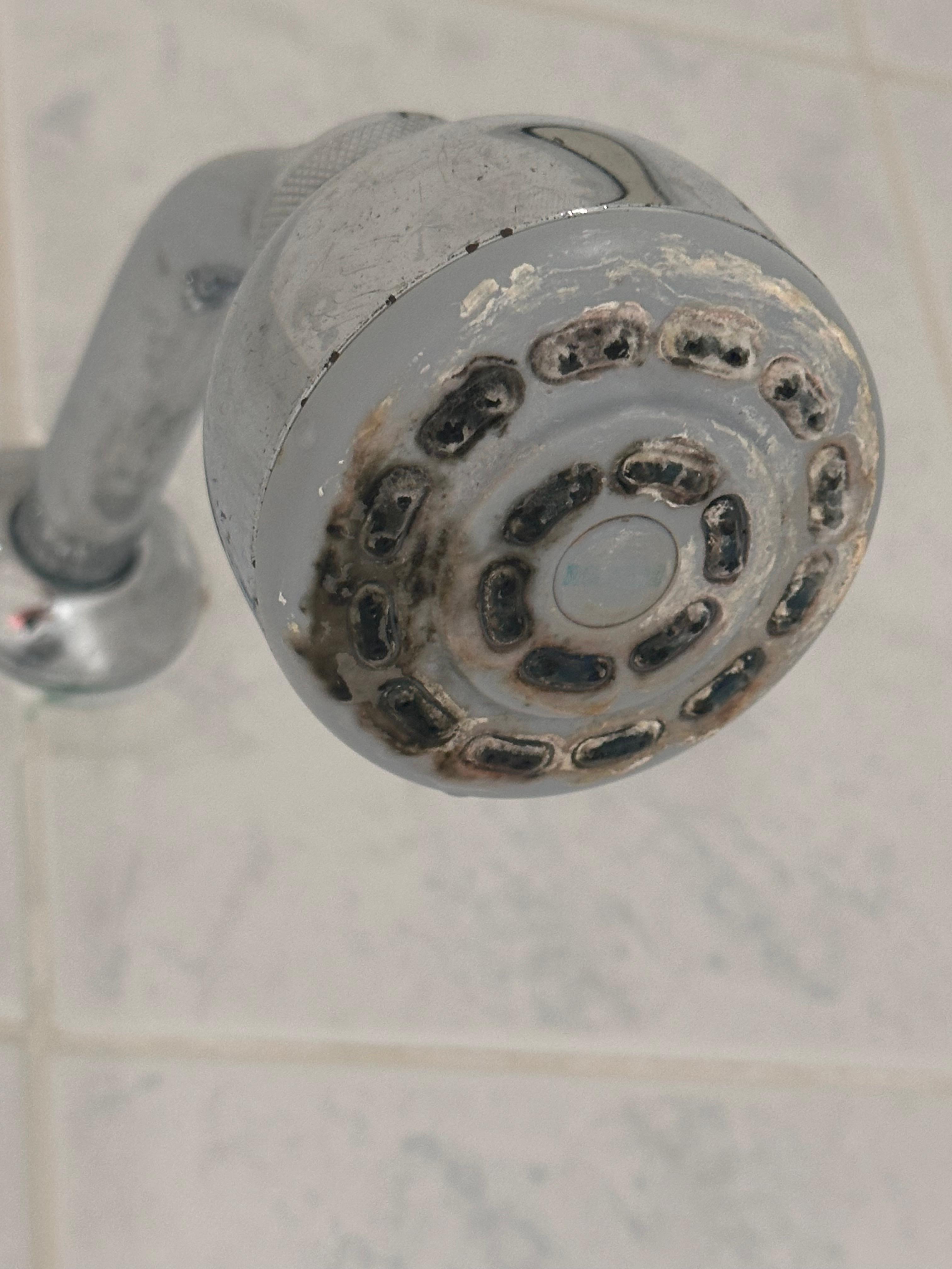 Mould and limescale on shower head
