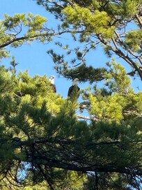 A couple of Eagles could be seen flying over daily. The pair landed in a nearby tree on this day.