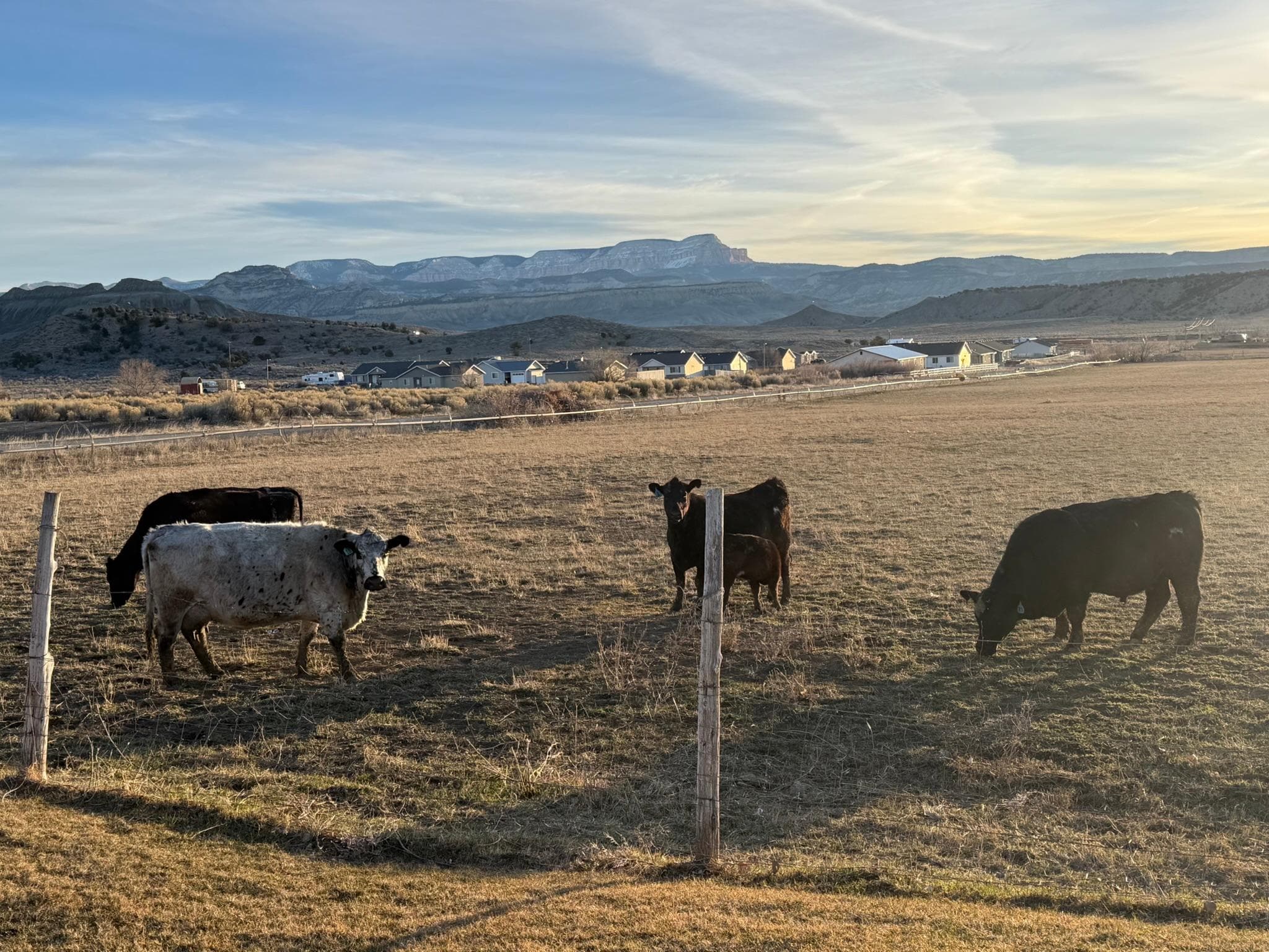looking out the back door