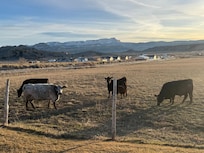 looking out the back door