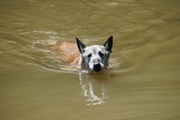 Doggi beim schwimmen im Teich