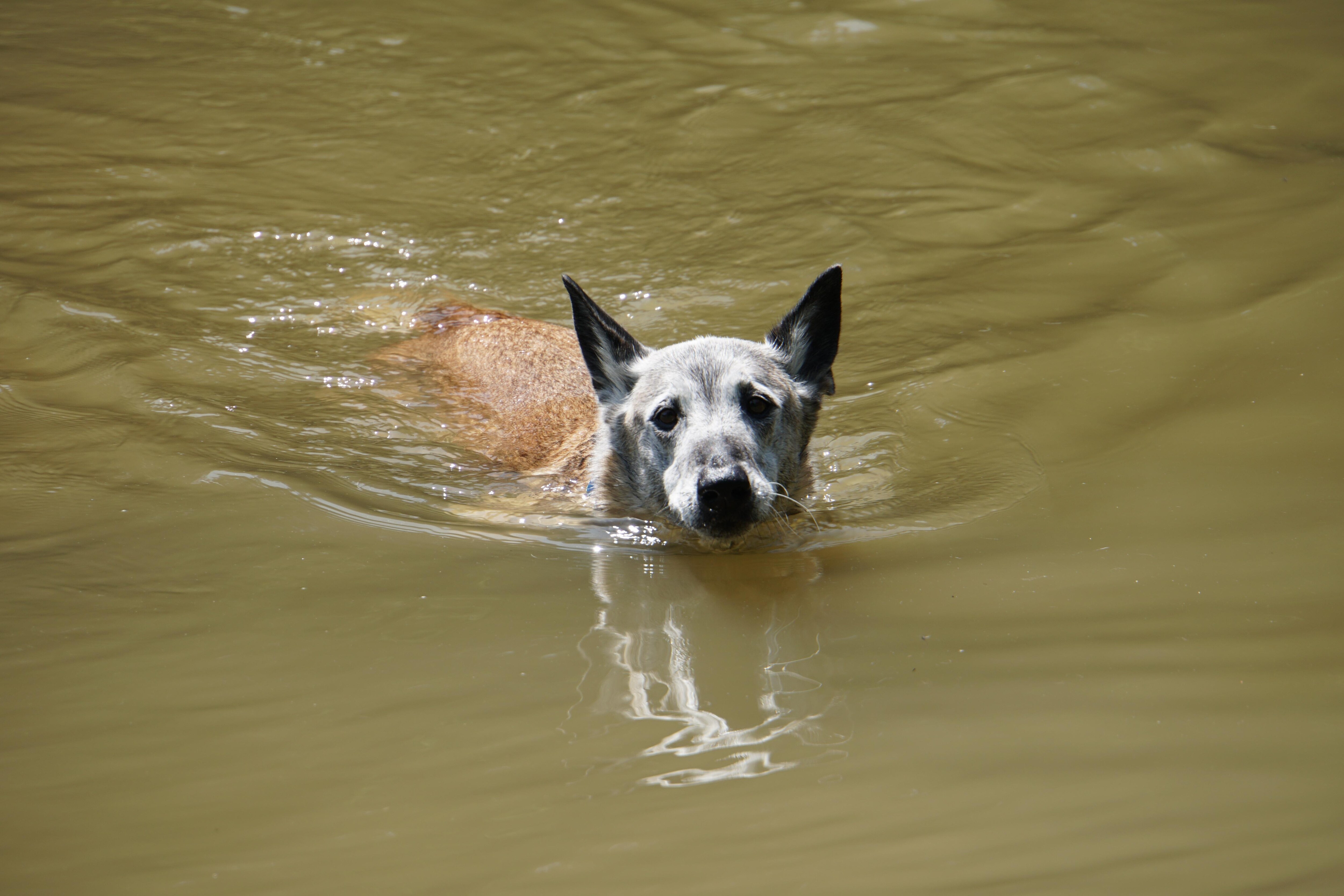 Doggi beim schwimmen im Teich