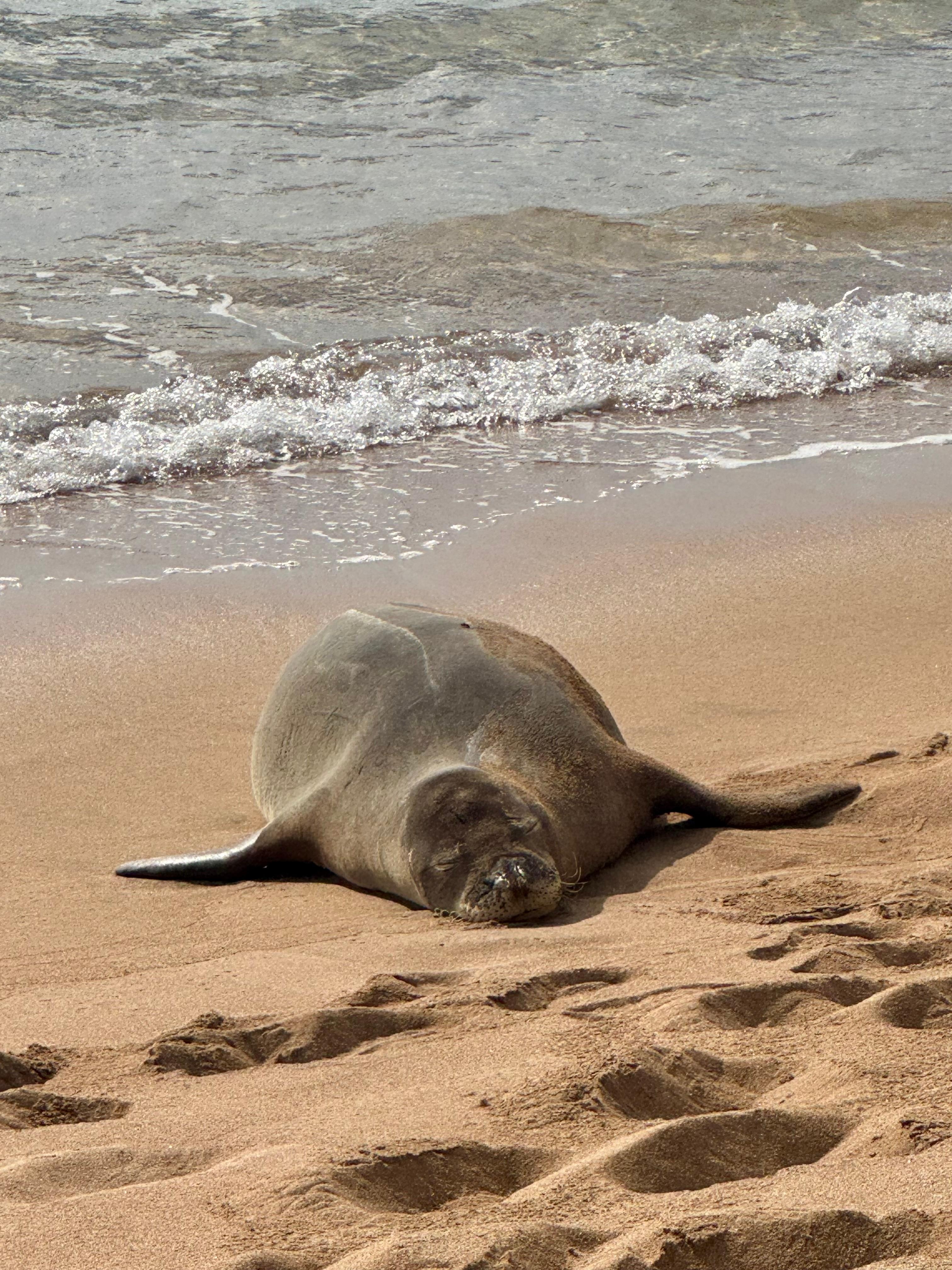 Monk seals everyday