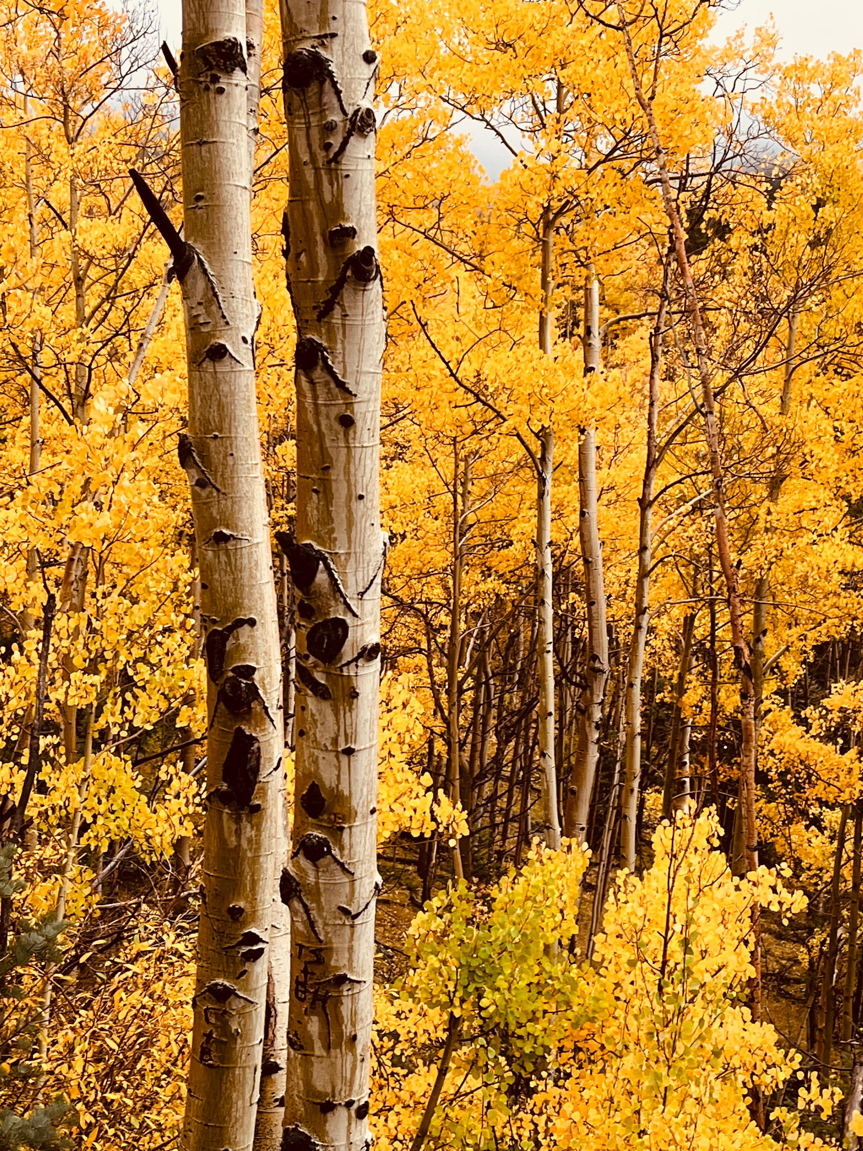 Aspen view in early/mid October