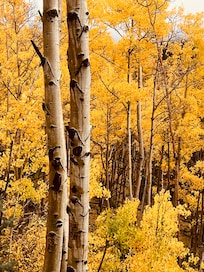 Aspen view in early/mid October