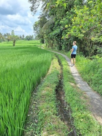 A view of a tiny part of the Sari Organic walk.