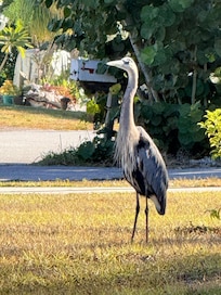 Welcoming neighbors.