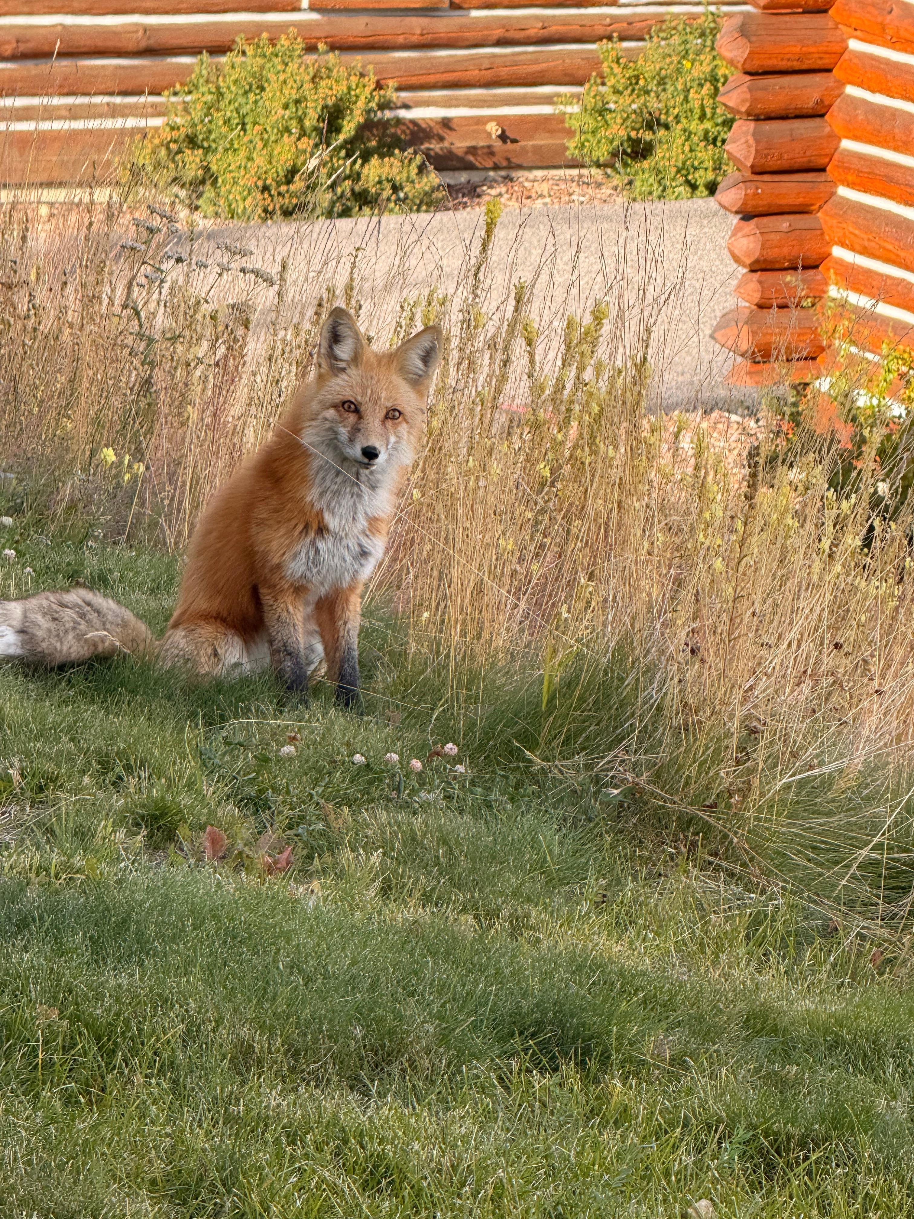 Friendly fox was our little greeter on our day of arrival