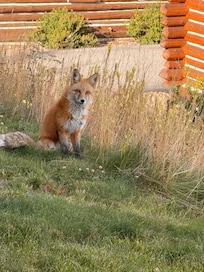Friendly fox was our little greeter on our day of arrival