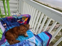 My dog enjoying an afternoon nap.