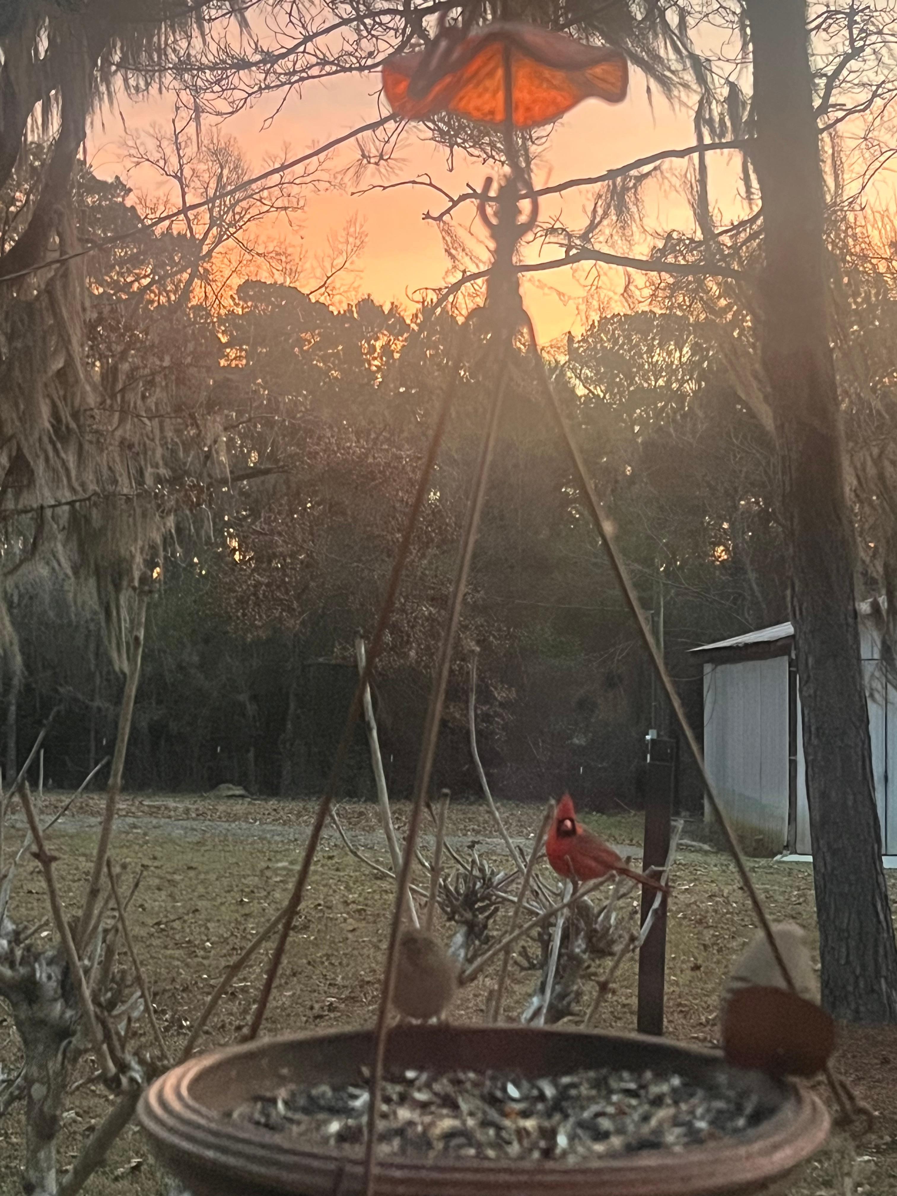 Loved watching the birds and sunrise in the kitchen window. 