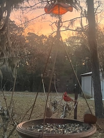Loved watching the birds and sunrise in the kitchen window.