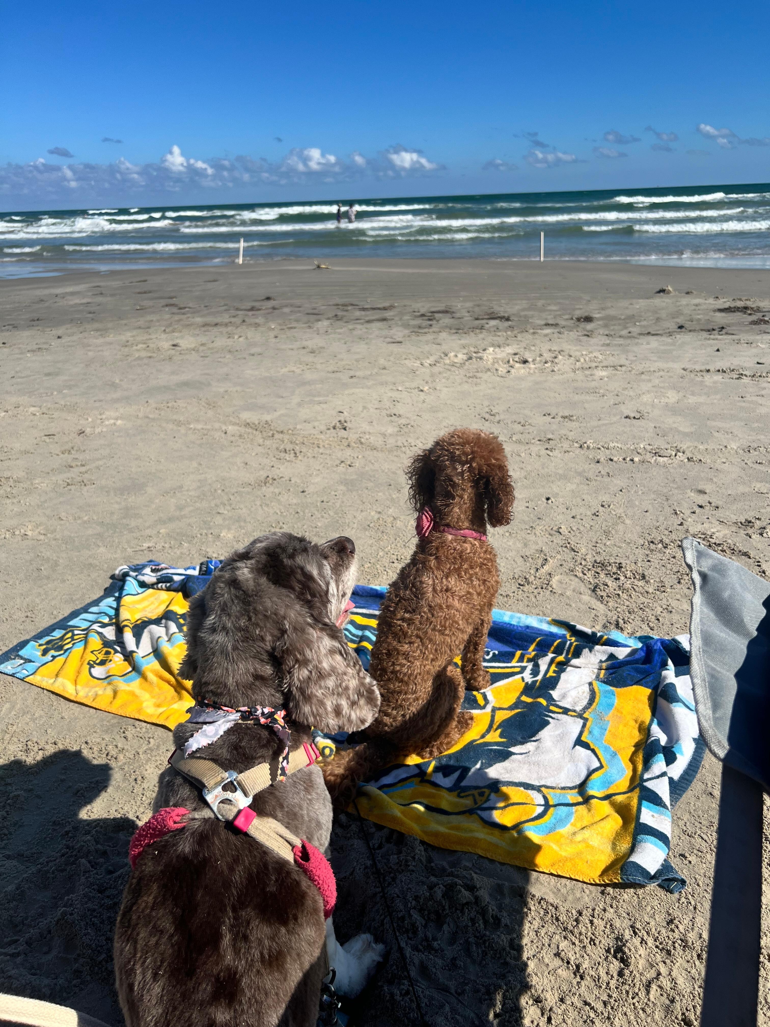 Our babies loved the beach 🐾🐾💗