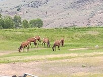 Elk out behind RV.