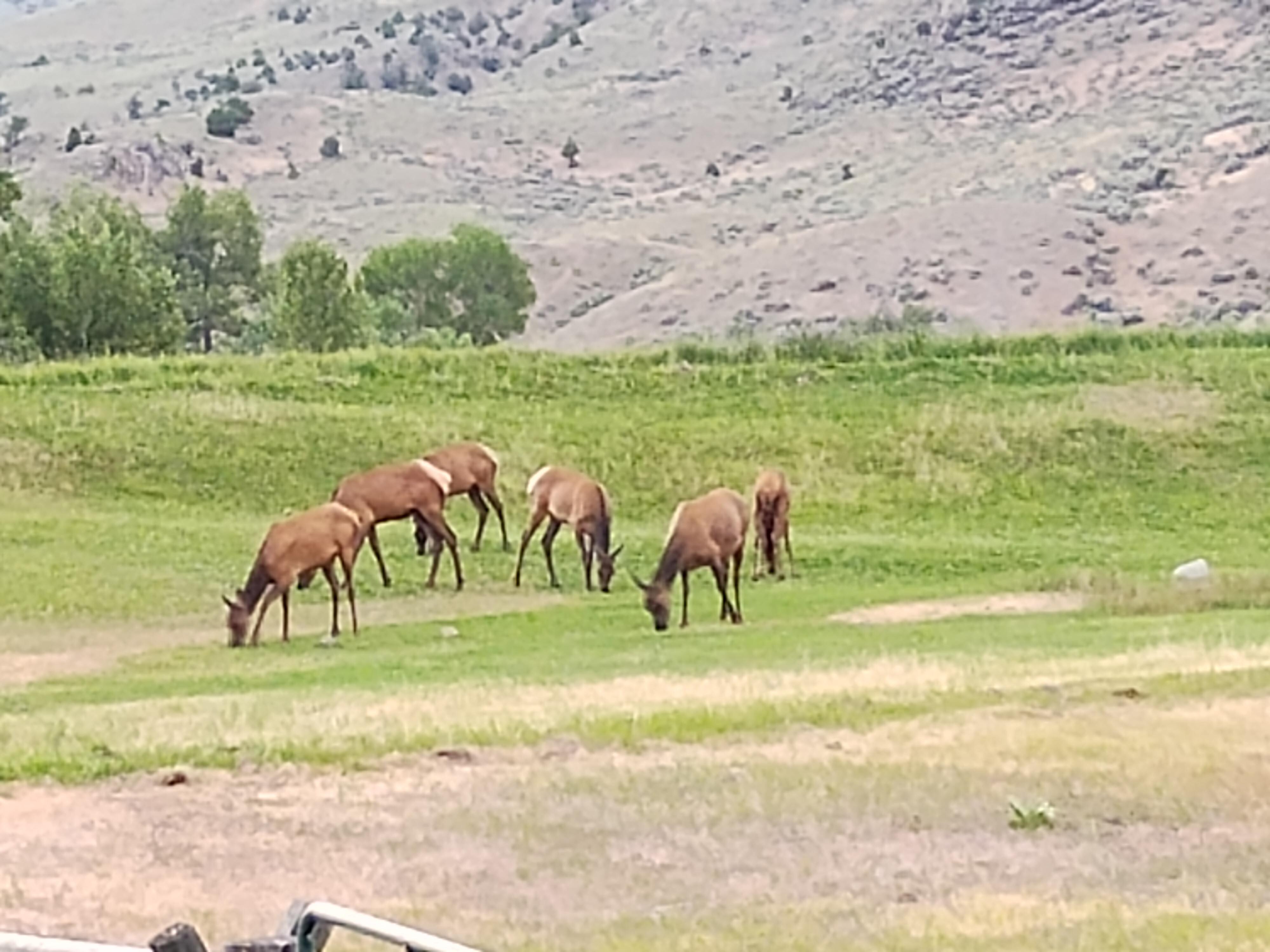 Elk out behind RV.