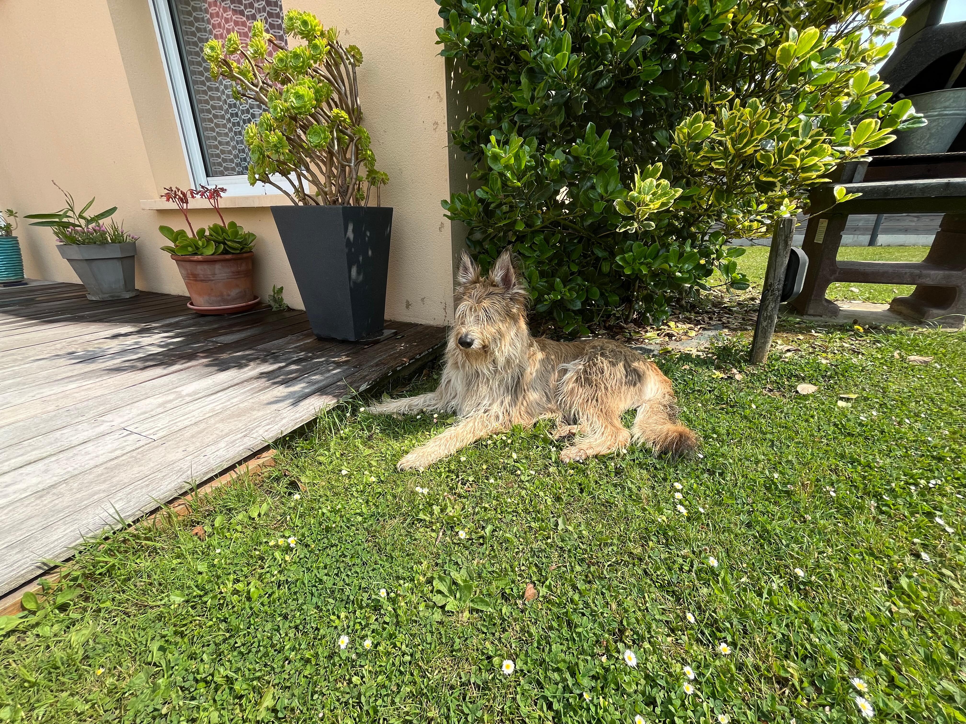 Le repos du chien après les balades