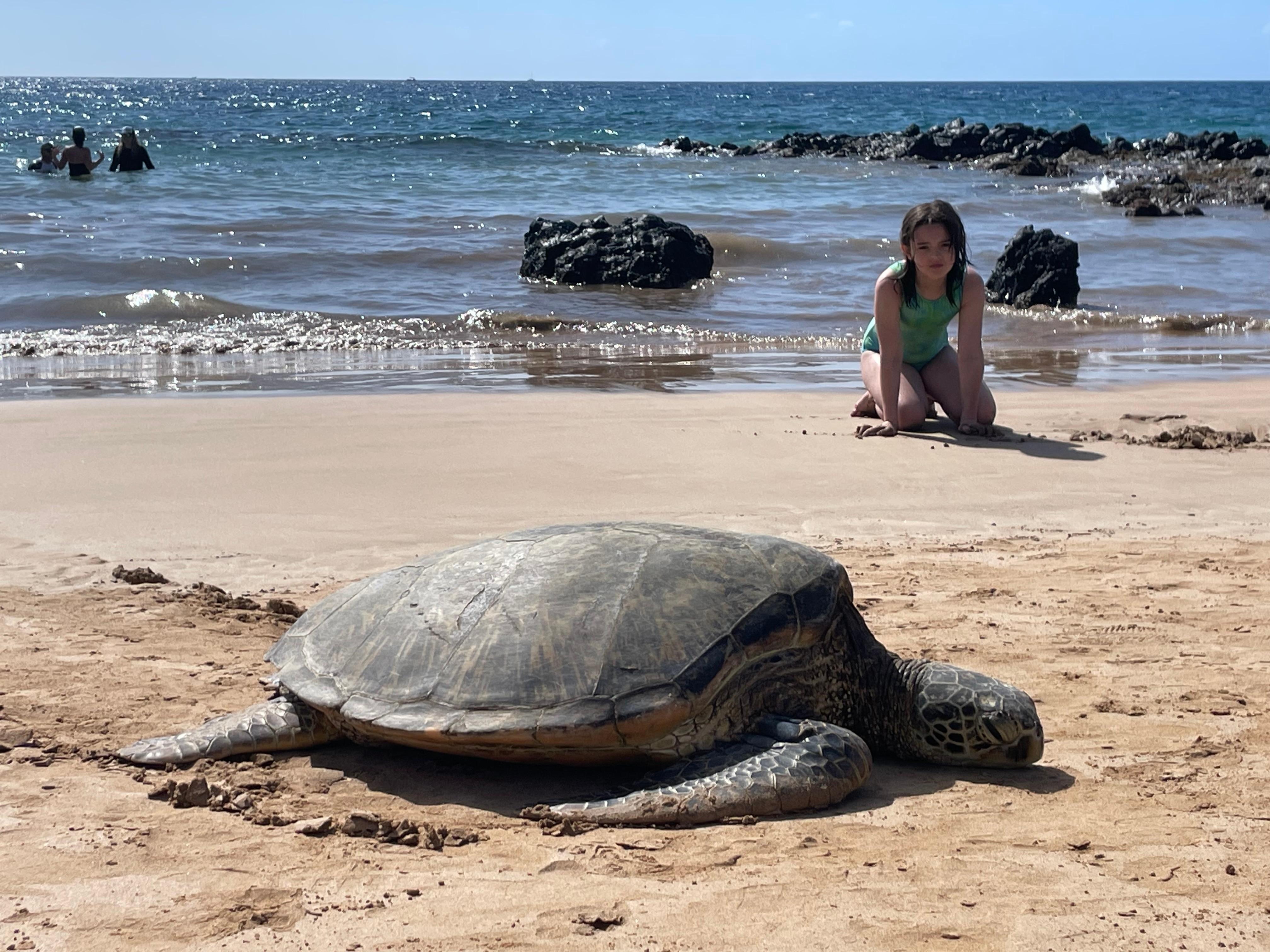 Sea turtle resting on kamaole beach—just across street! 