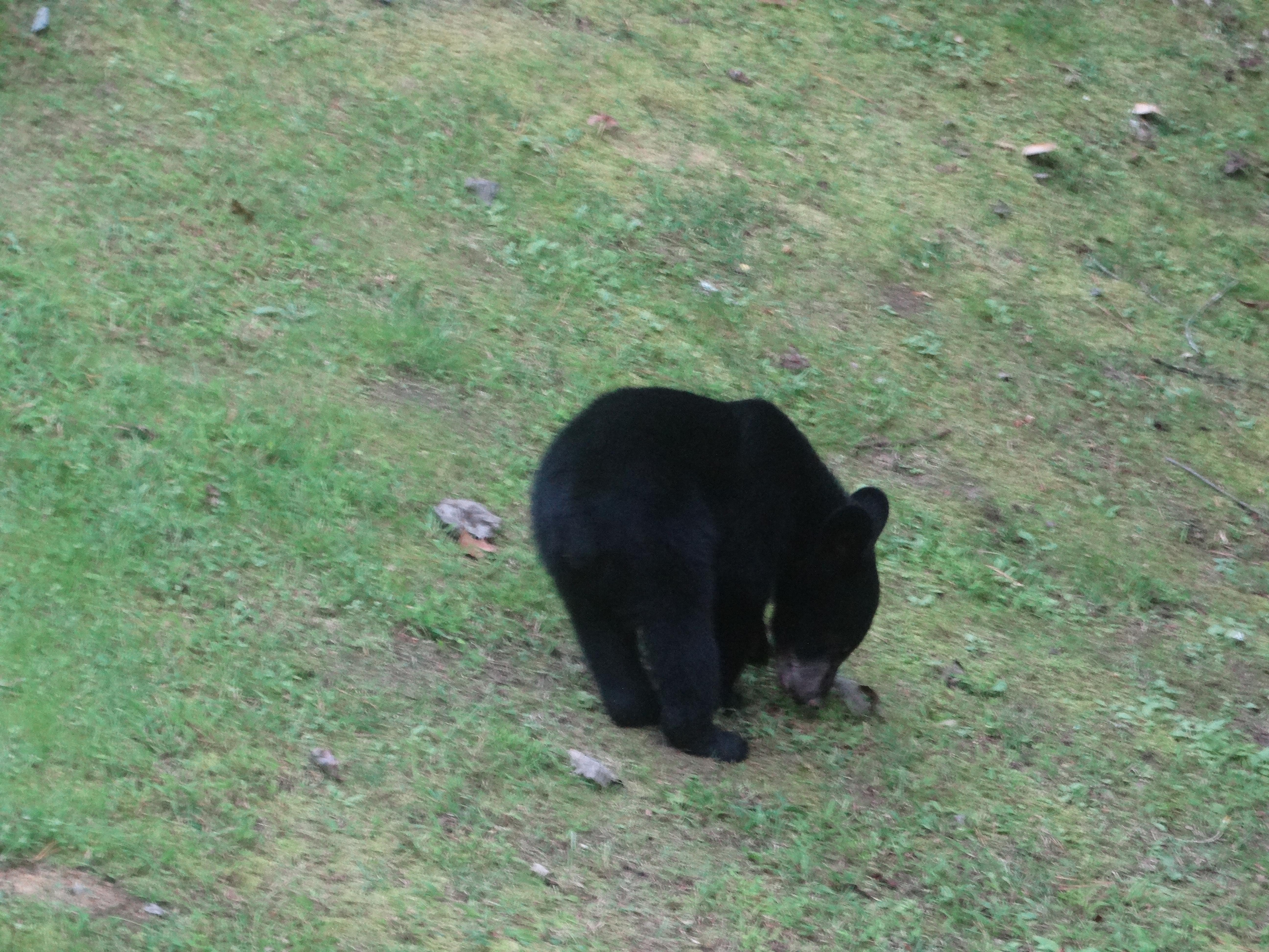 Baby Bear that came to visit