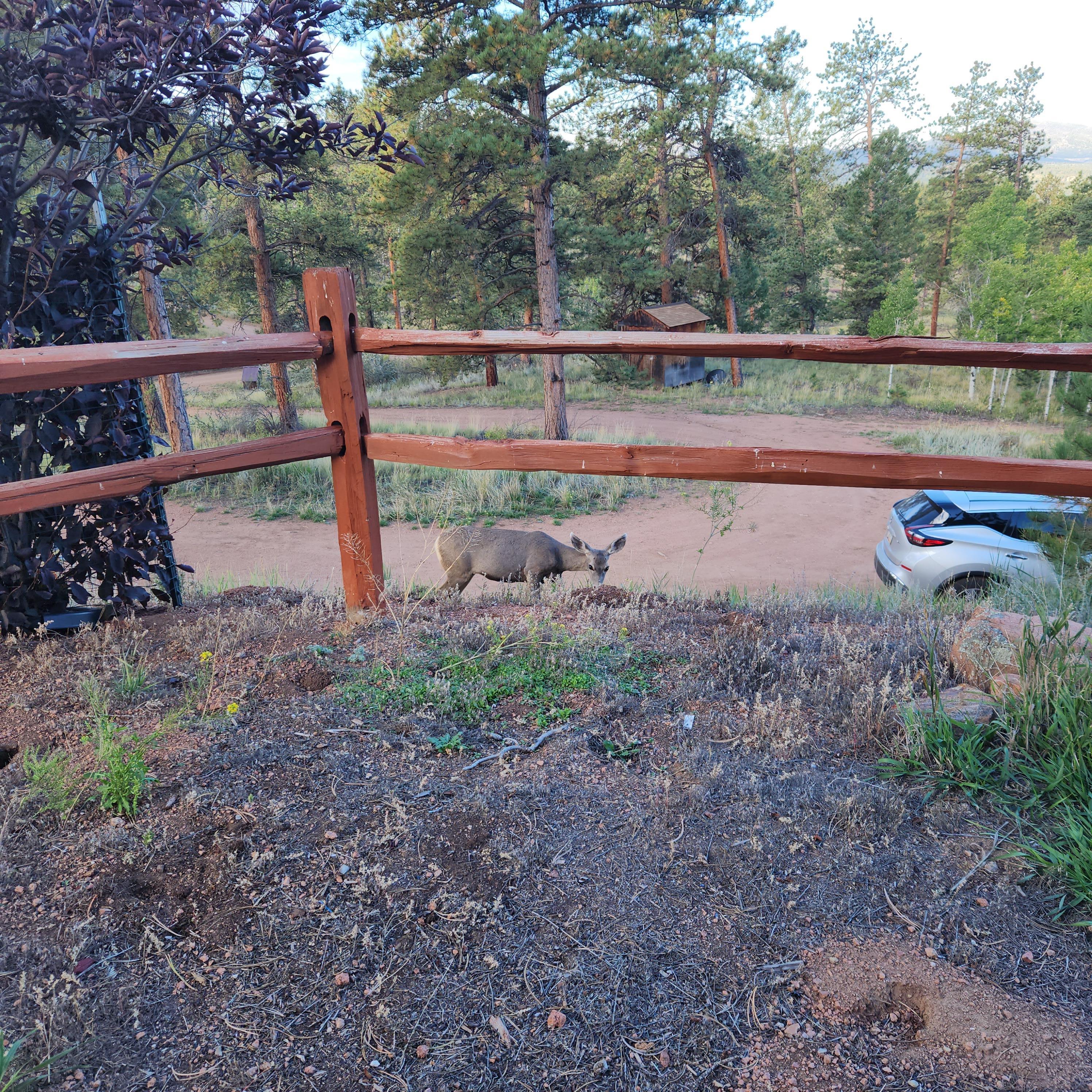 Doe grazing outside the front door.