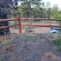 Doe grazing outside the front door.