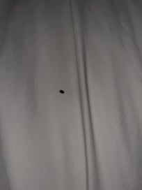 Bug on the sheets at 5am
