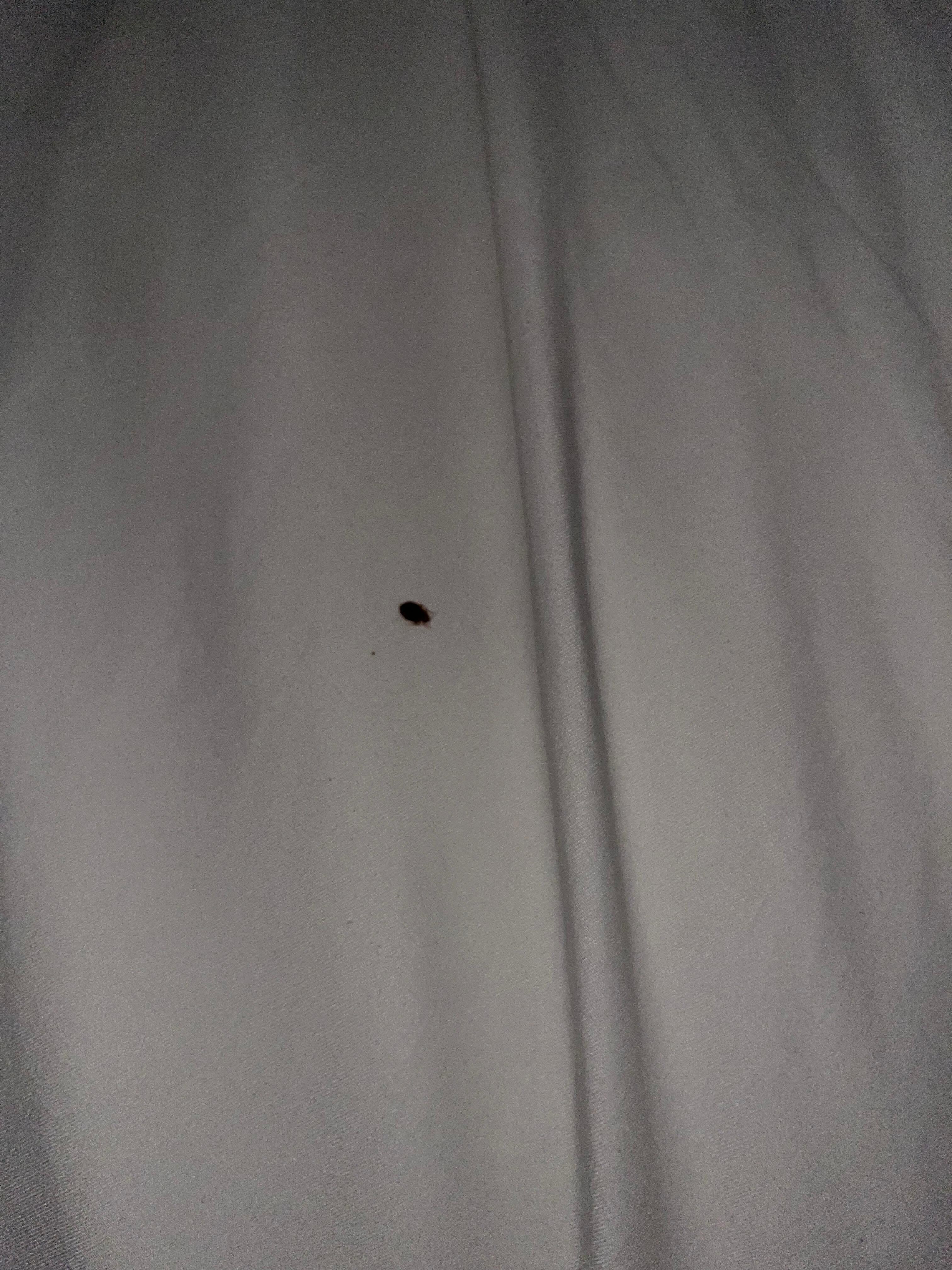 Bug on the sheets at 5am