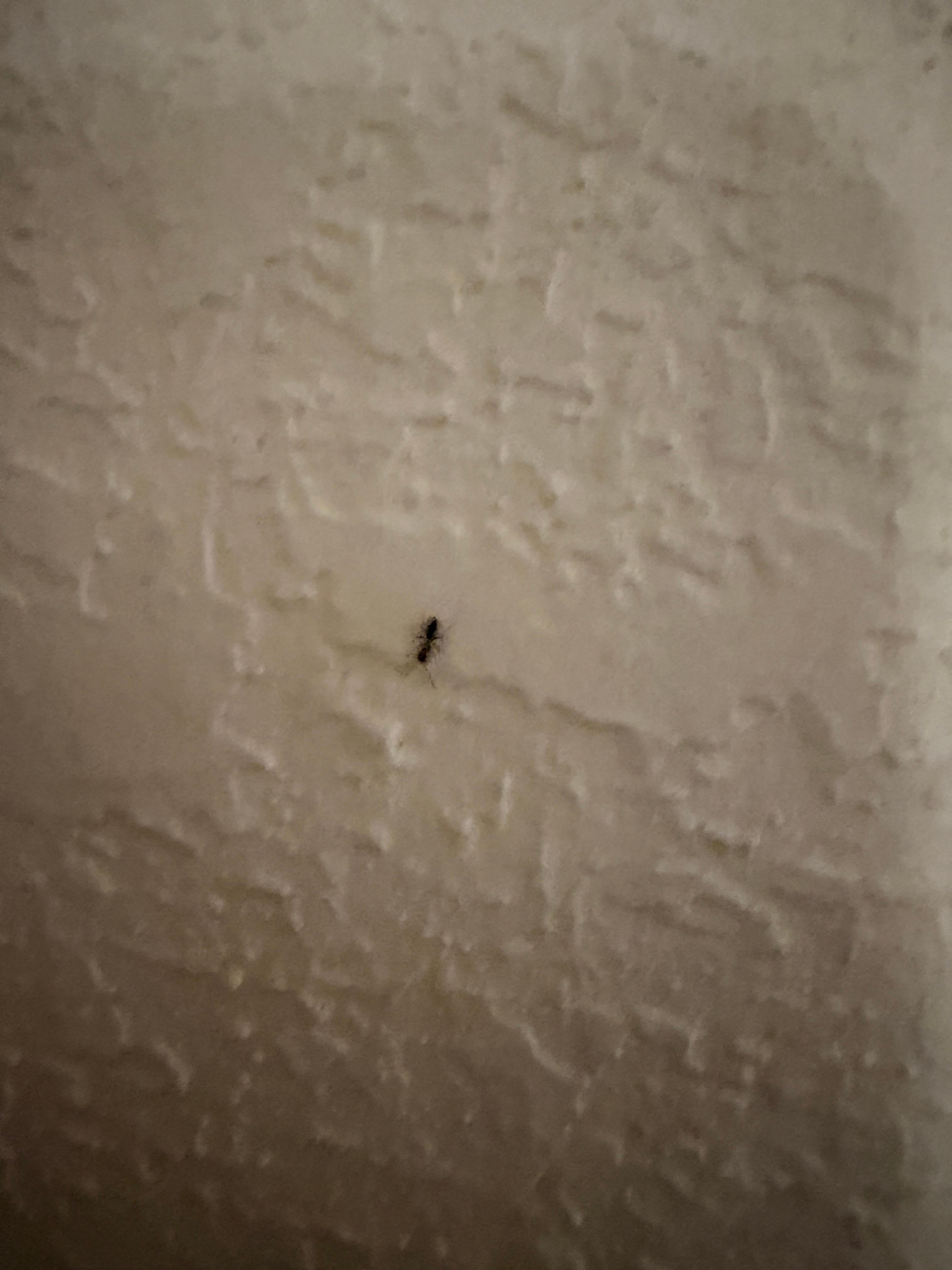 Bug on wall (there were several all over the wall)