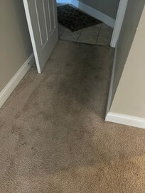 Carpets are that dirty