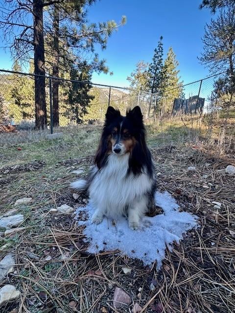 Stryker found a spot of snow in the backyard.. and claimed it. 