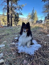 Stryker found a spot of snow in the backyard.. and claimed it.