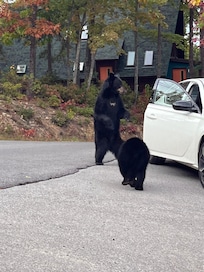 Neighborhood bears helping themselves to our vehicle