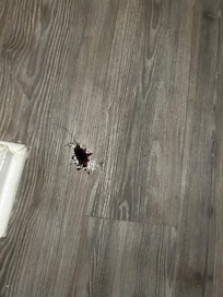 Roaches