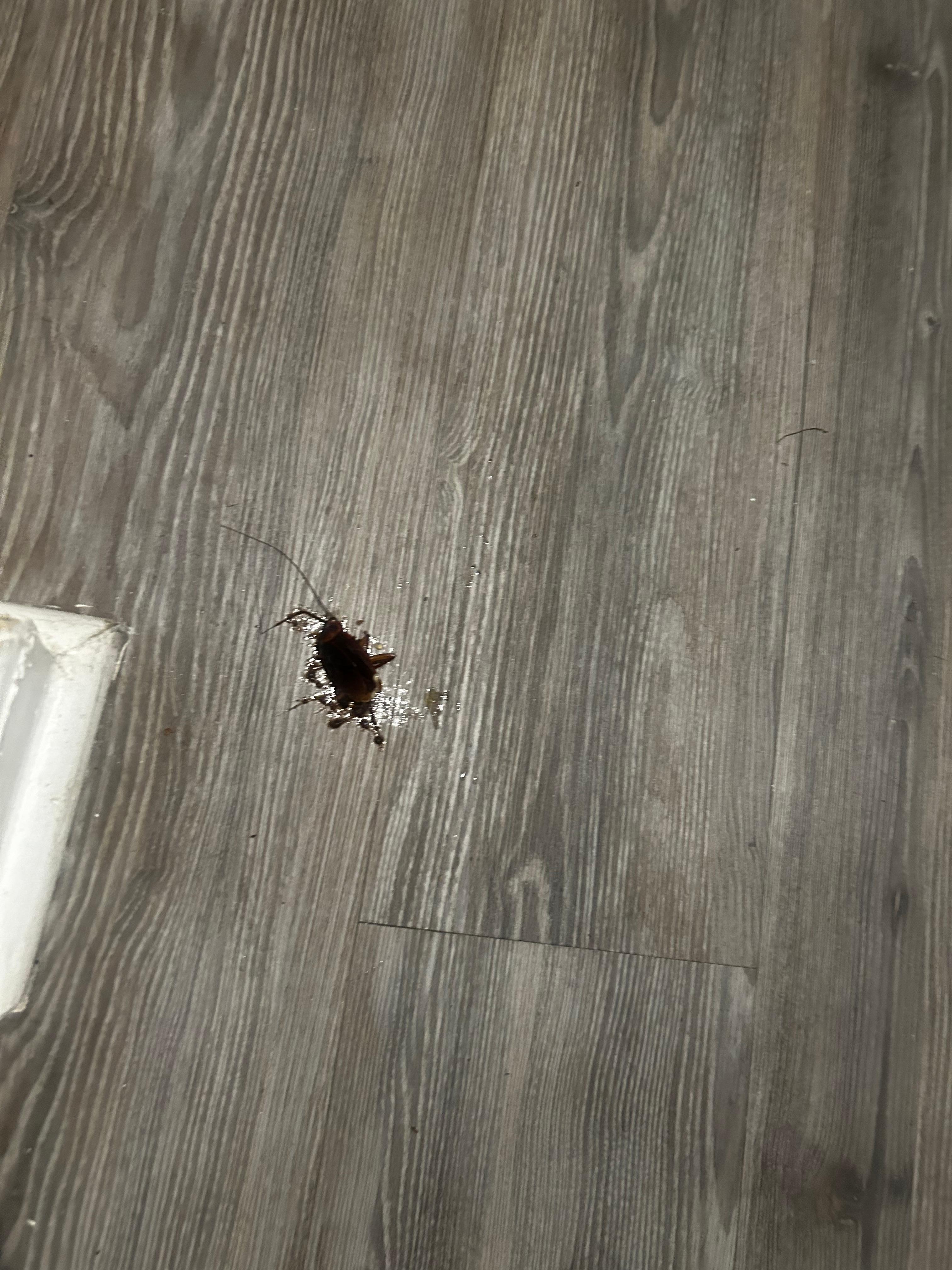 Roaches