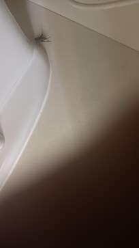 Cockroach In the washroom