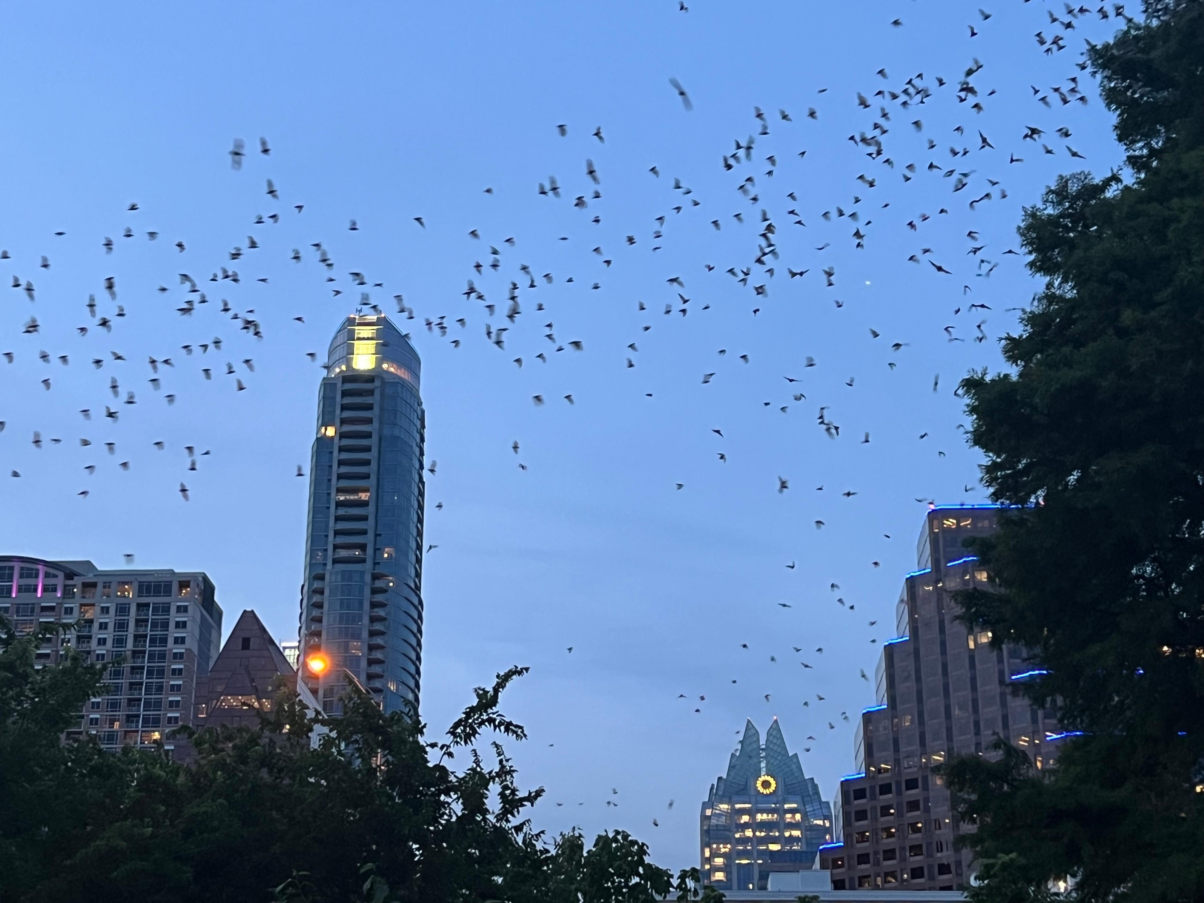 Bats at night under Congress bridge.