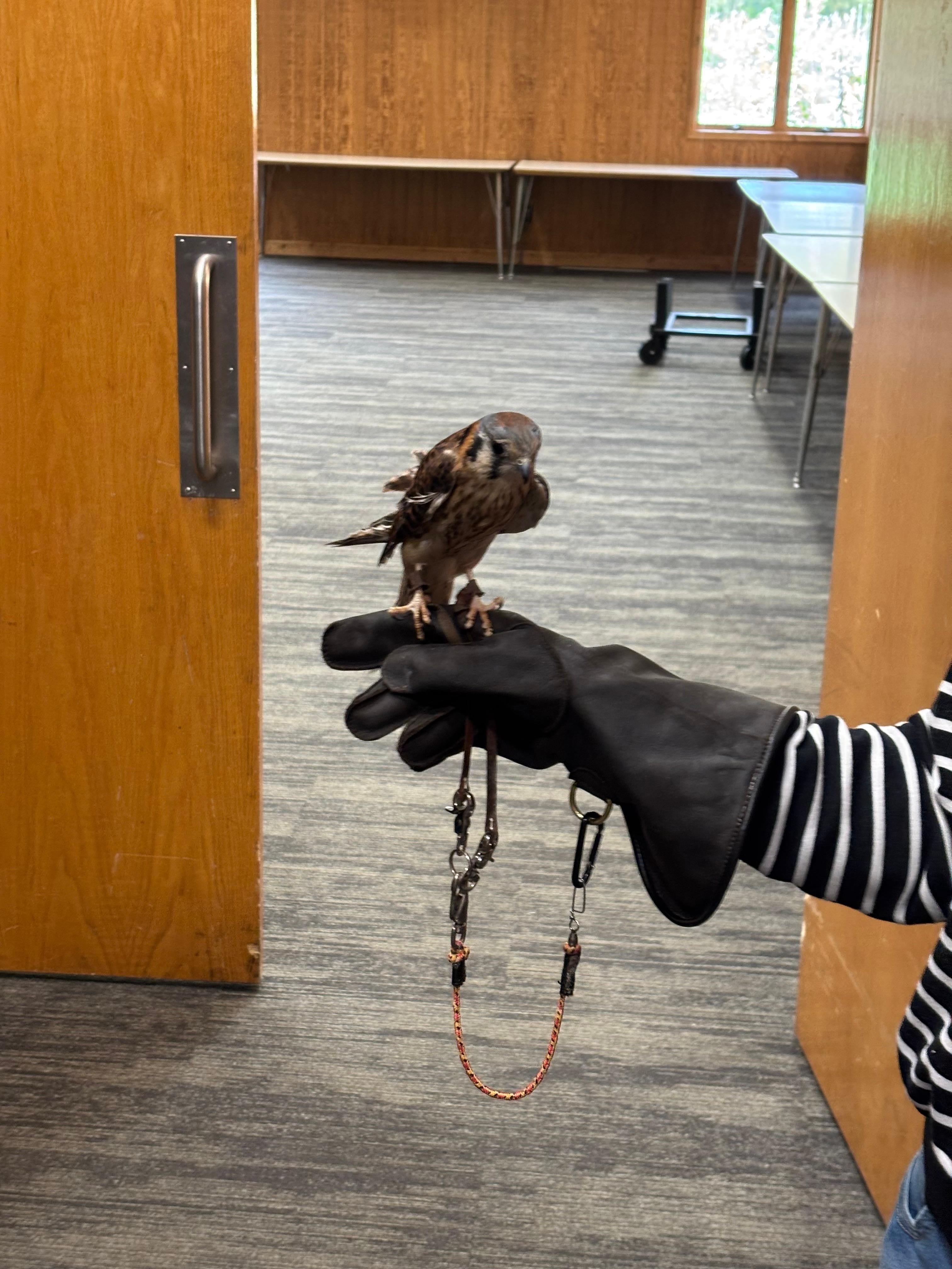 Kestrel owl at QUARRY HILL NATURE CENTER.