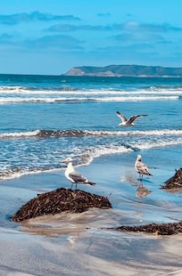 Coronado Beach.