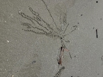 Empty beach at cape tribulation , apart from the tiny artists