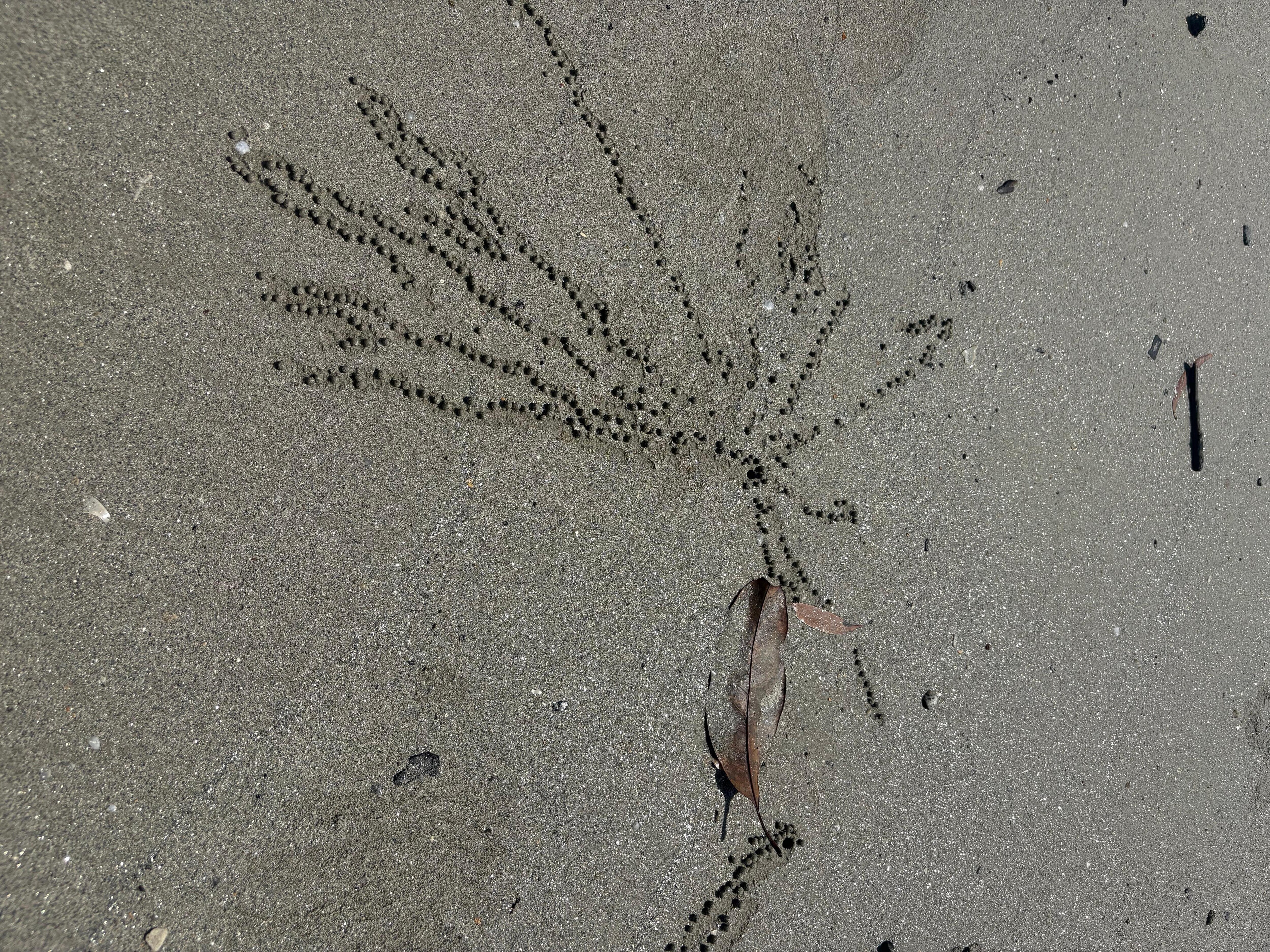 Empty beach at cape tribulation , apart from the tiny artists 