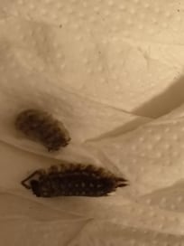 Diese Exemplare befanden sich im Schlafzimmer am Bett, es gab sie aber auch in der KĂŒche usw.