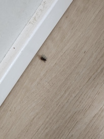 One of the bugs