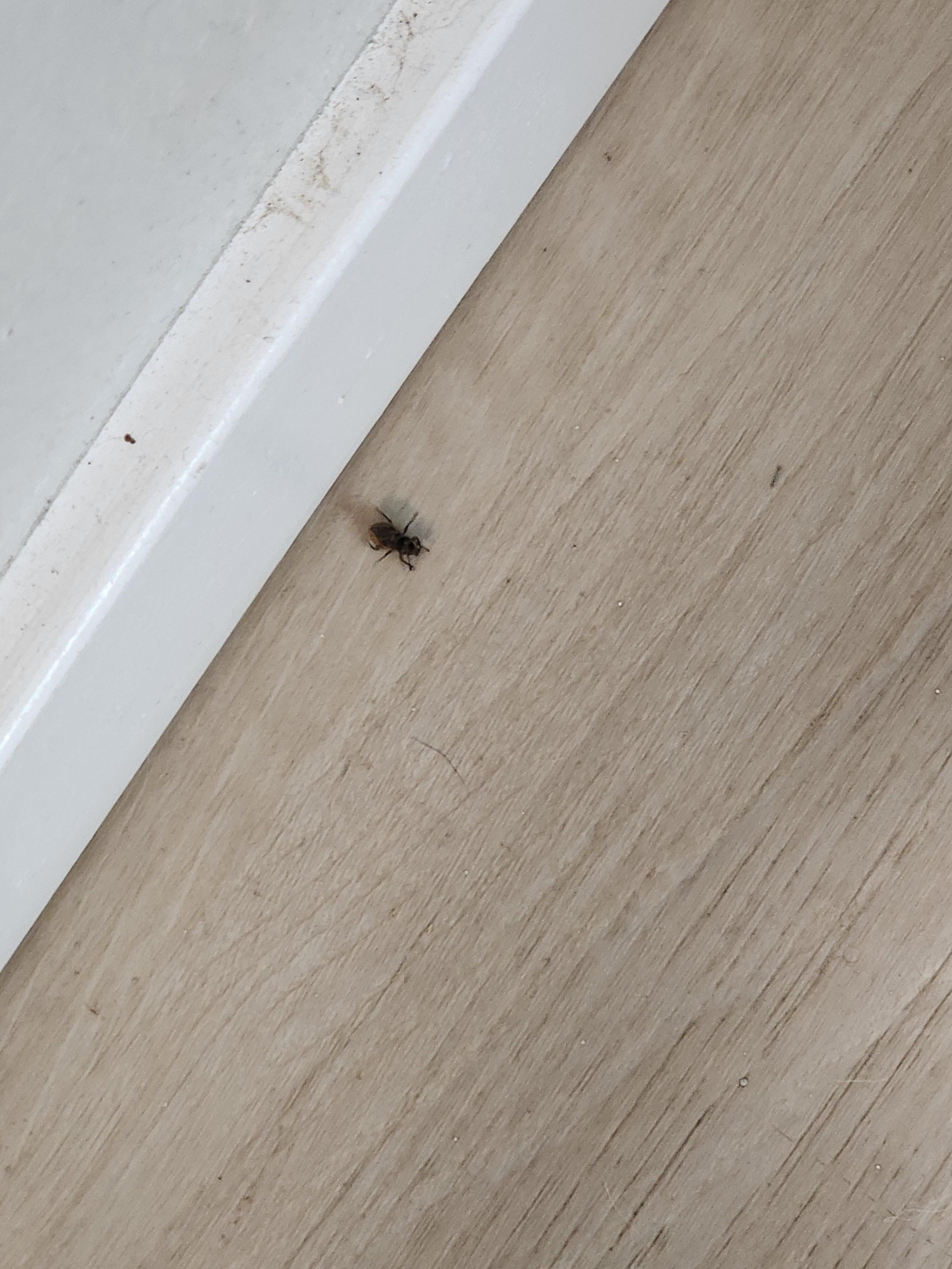 One of the bugs