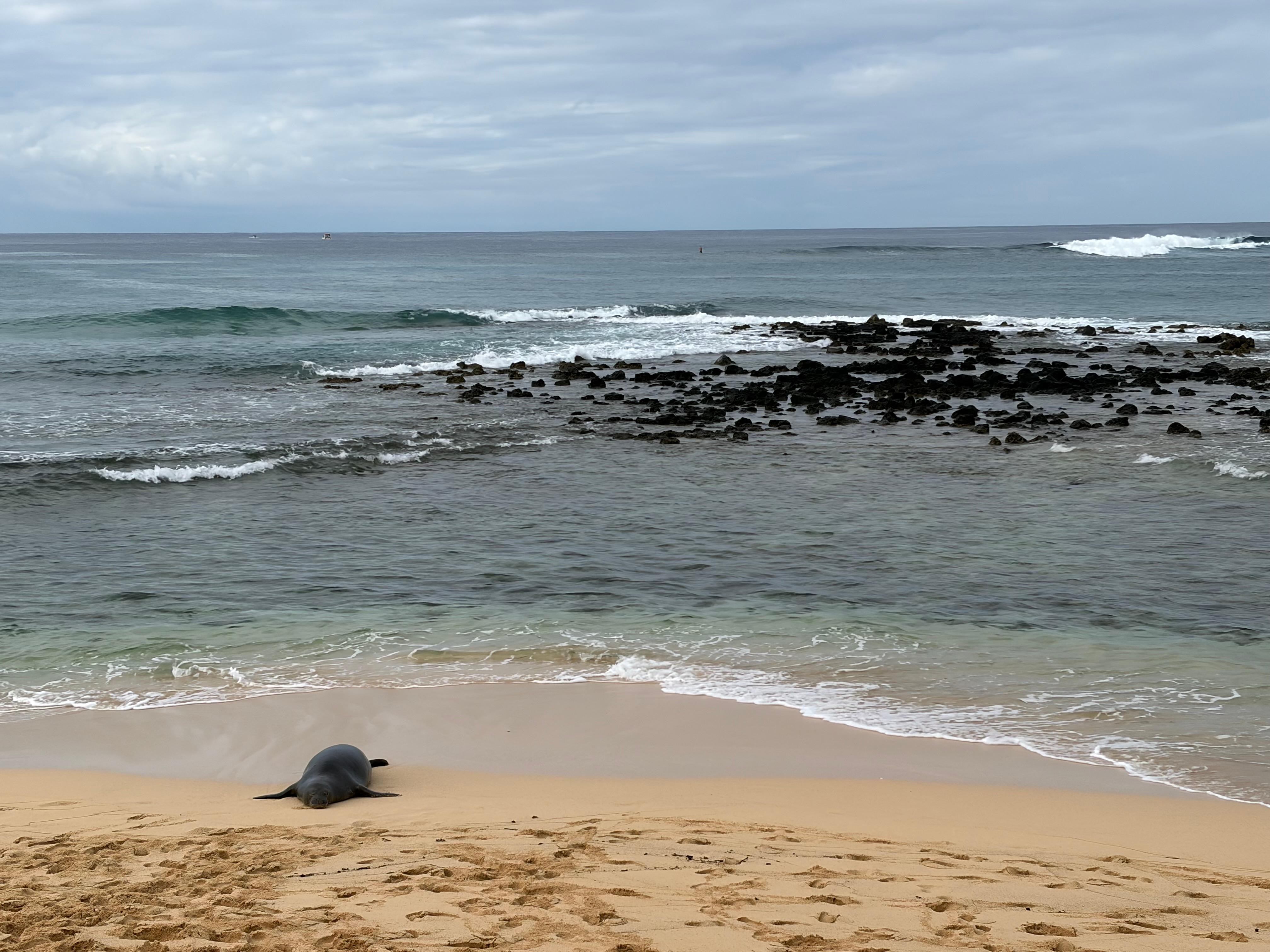 A seal visiting the beach right in front of the patio.