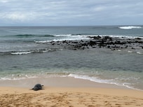 A seal visiting the beach right in front of the patio.