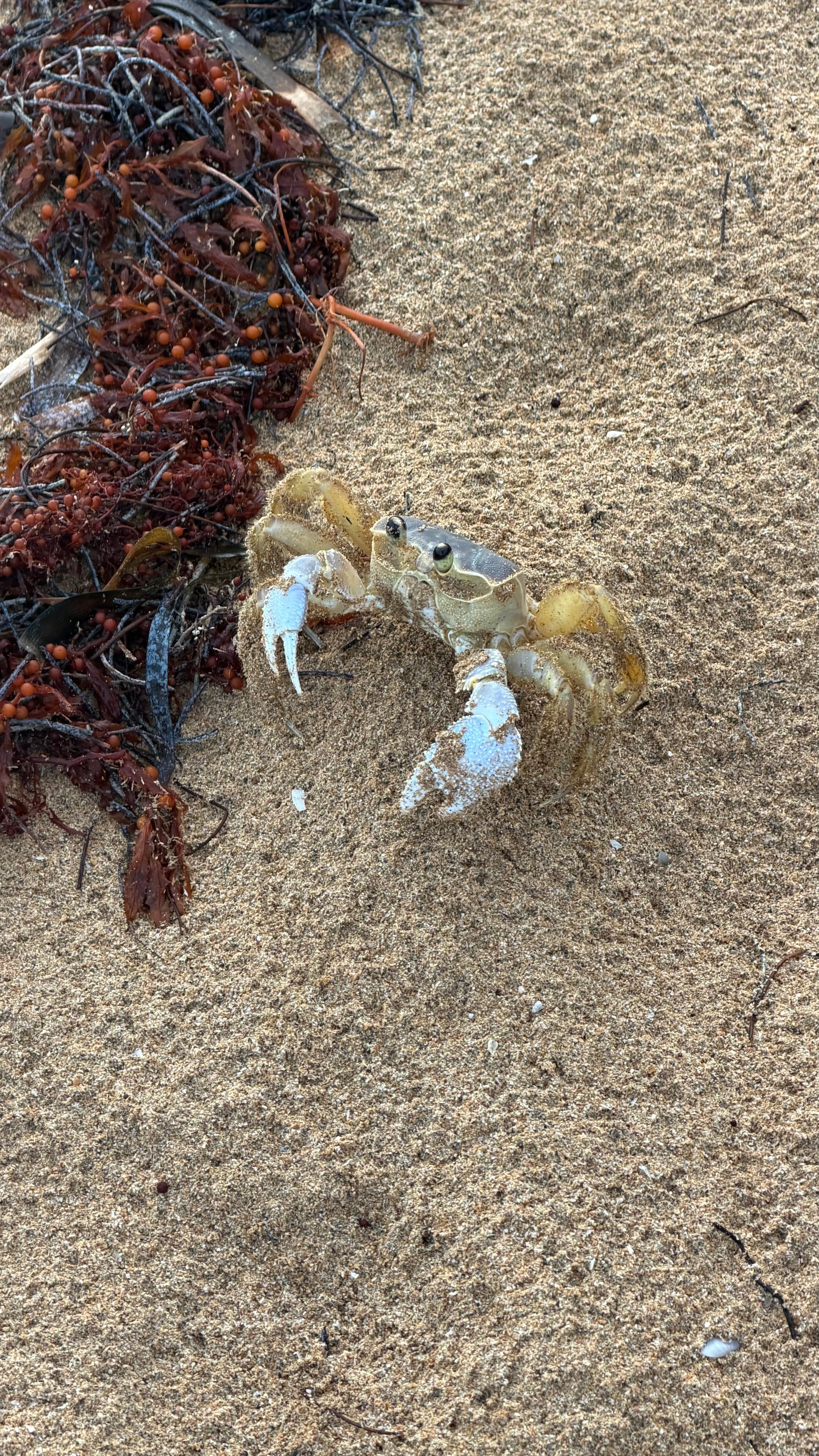 Almost stepped on this little guy