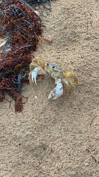 Almost stepped on this little guy