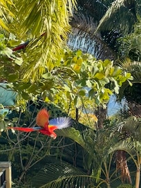 One of the macaws