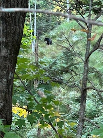 Bear behind cabin