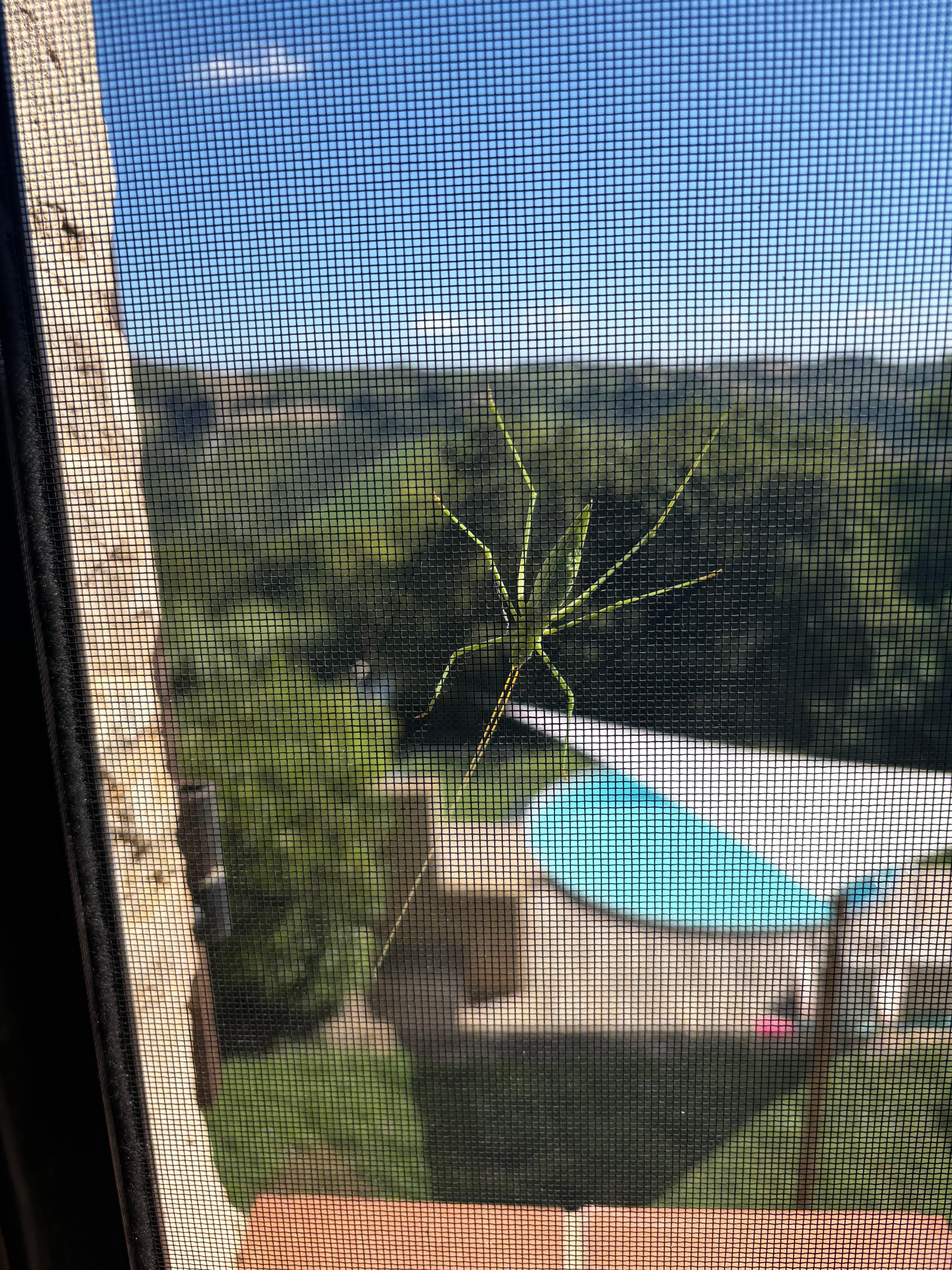 View from the kitchen window.