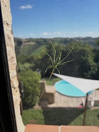 View from the kitchen window.